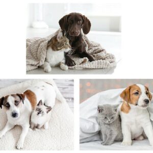 3/s Quadro Gatto e cane Cucina Soggiorno Pittura decorativa replica moderna 30X40X1.5CM